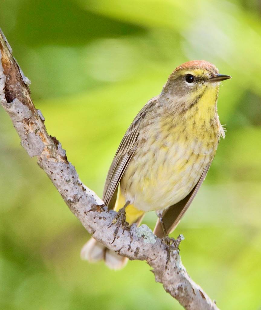 BI100514-418 - Palm Warbler by lgooch is licensed under CC BY-NC-SA 2.0.